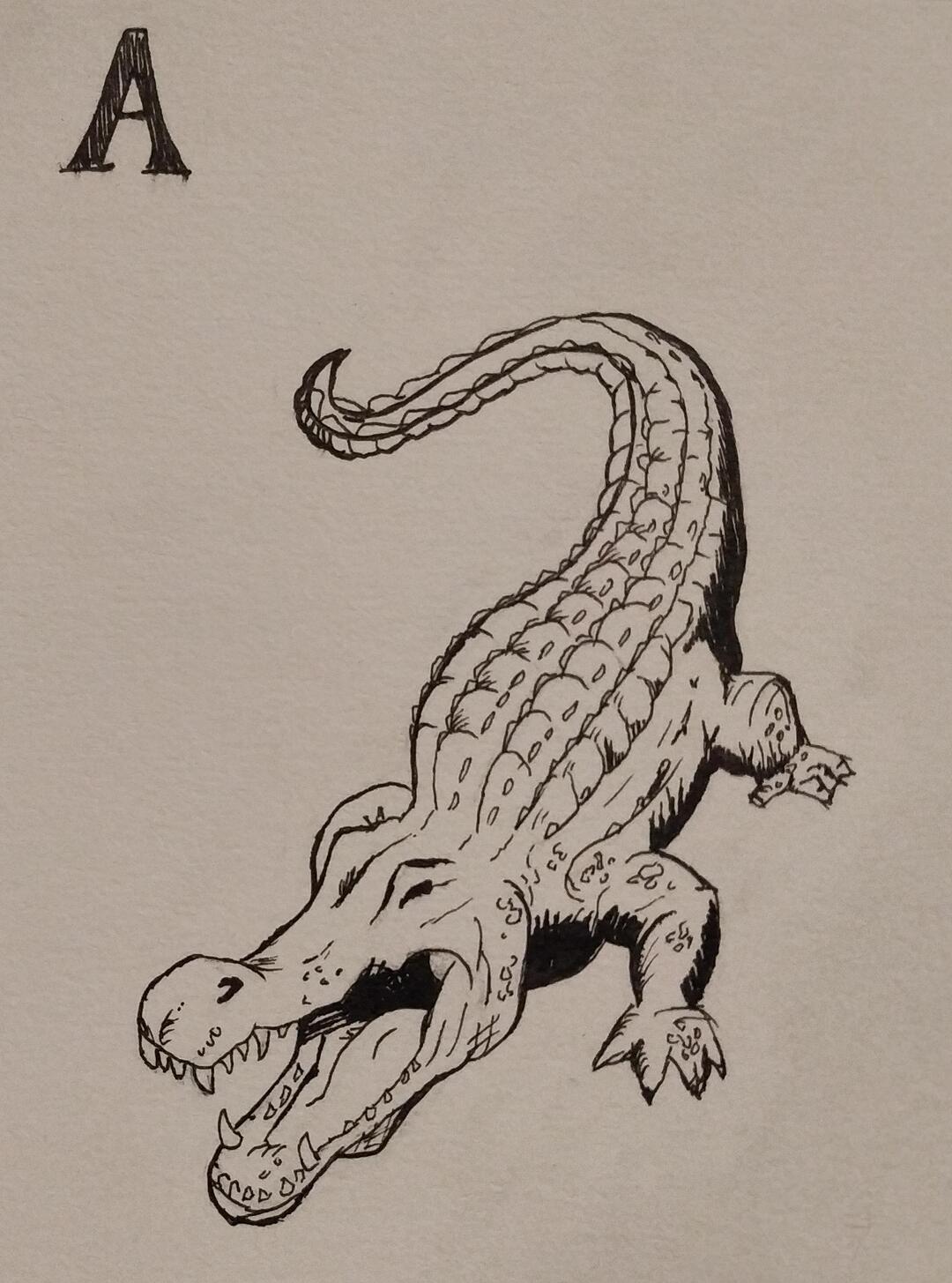 Alligator