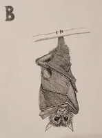 Bat