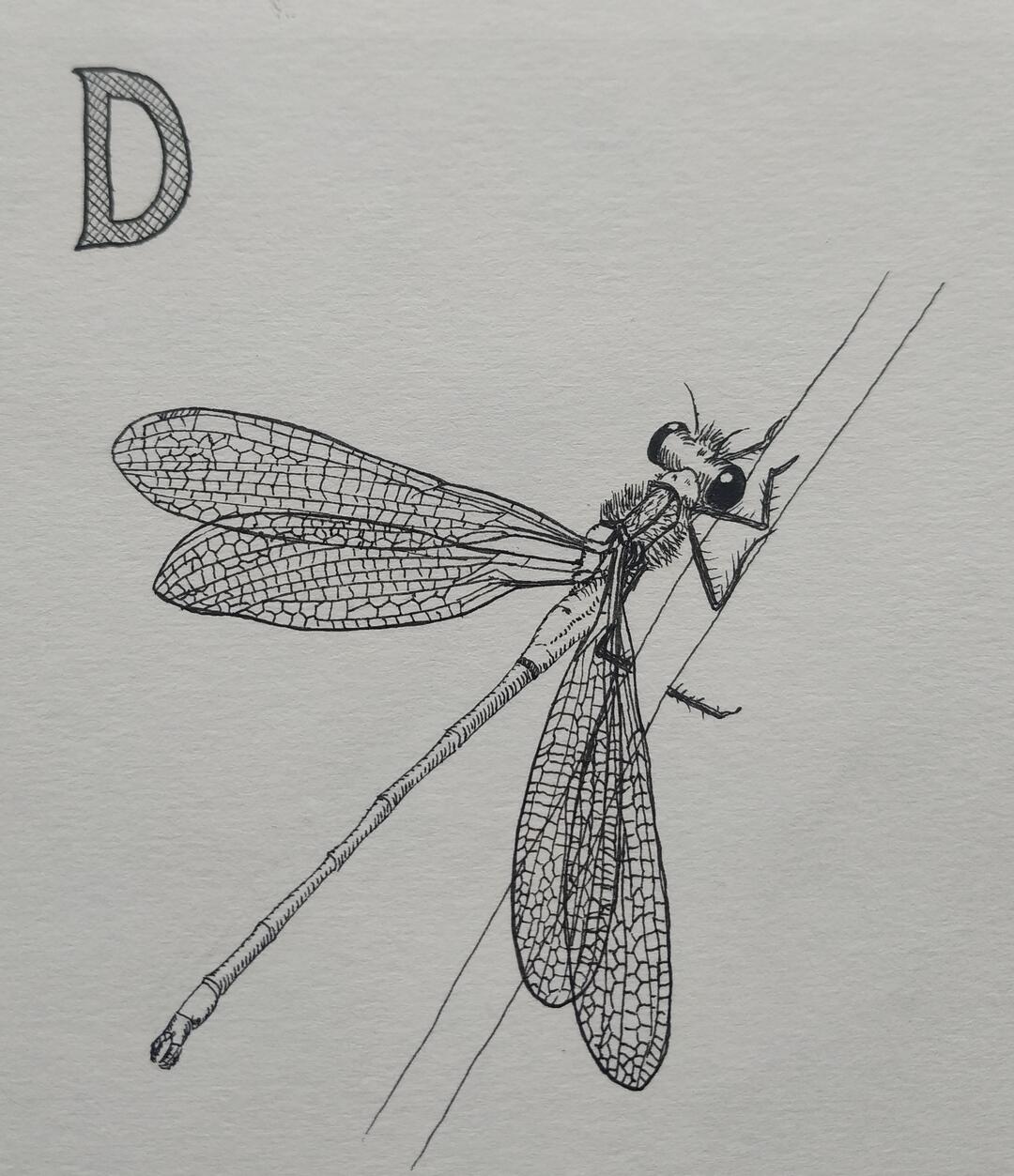 Damselfly