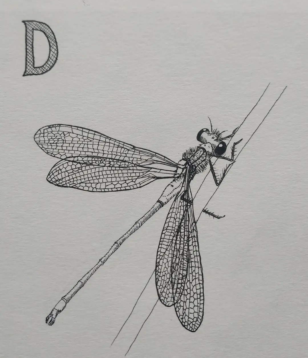 Damselfly