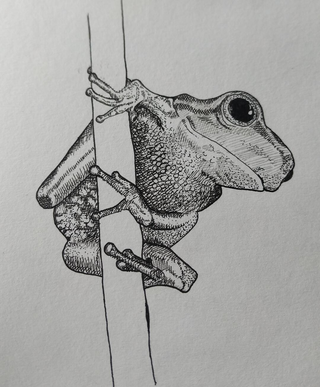 Tree Frog
