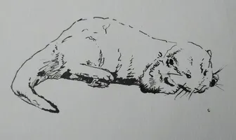 Otter