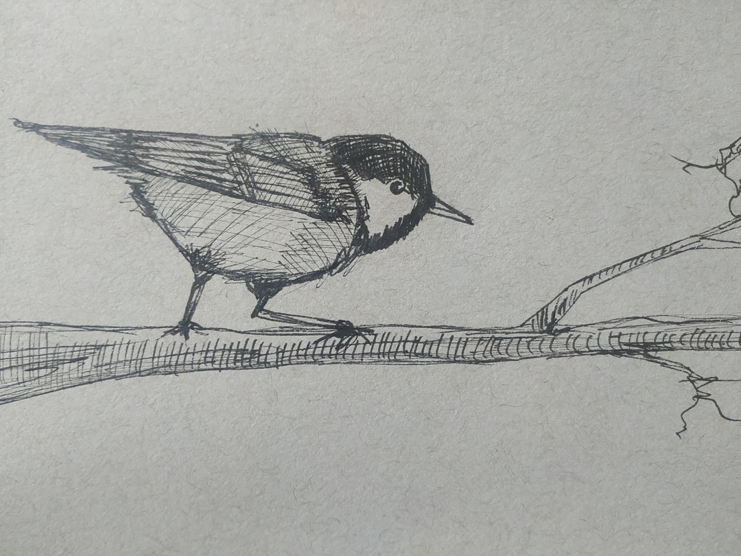 Coal Tit