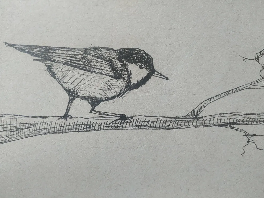Coal Tit