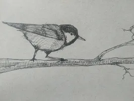 Coal Tit