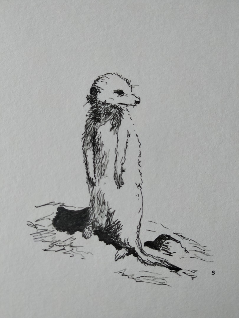 Meerkat
