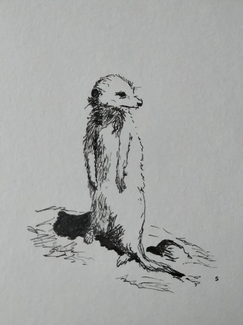 Meerkat