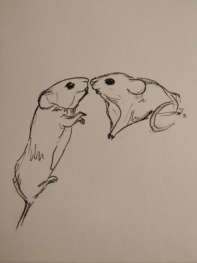 Mice
