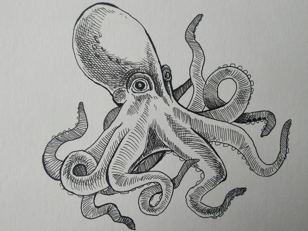 Octopus