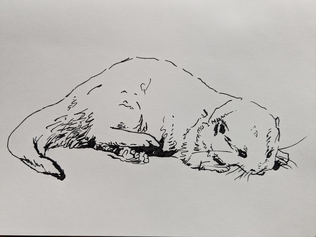 Otter
