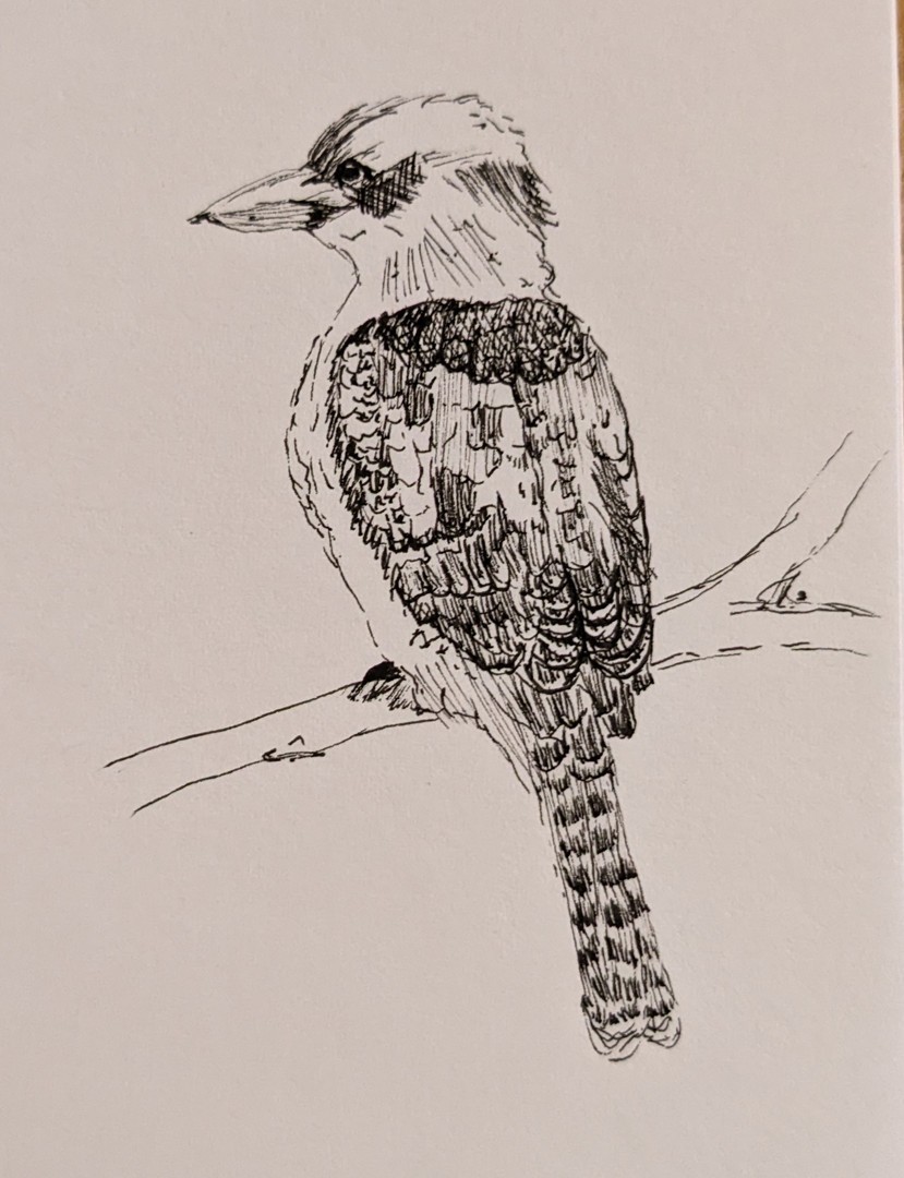 Kookaburra