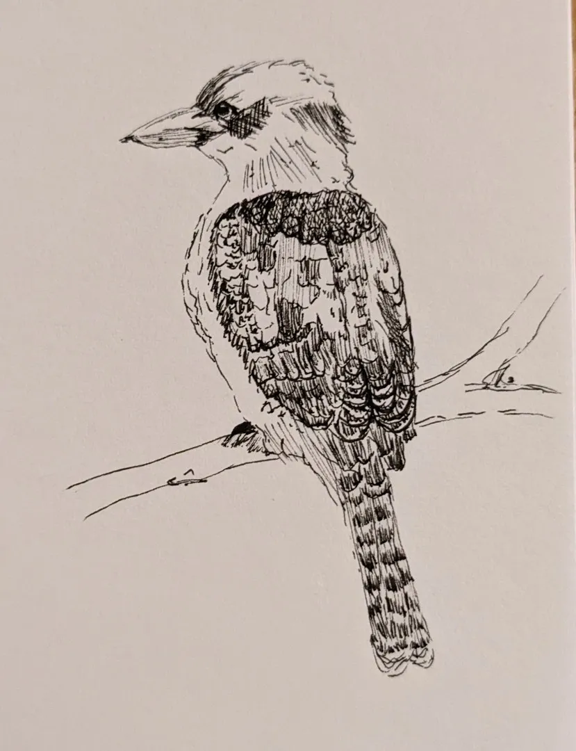 Kookaburra