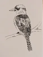 Kookaburra