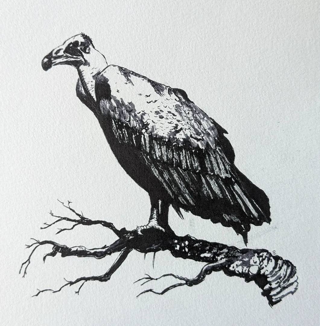 Vulture