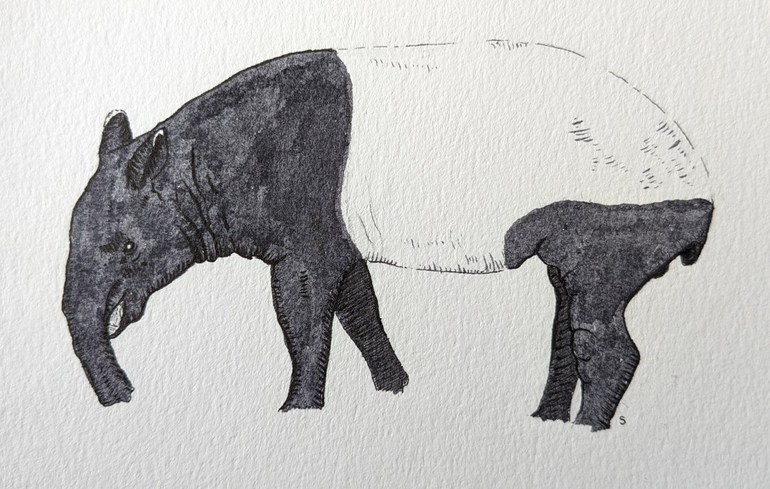Malayan Tapir