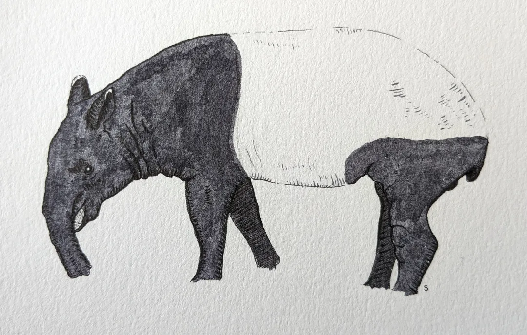 Malayan Tapir