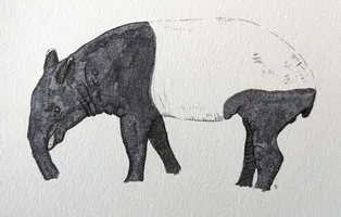Malayan Tapir