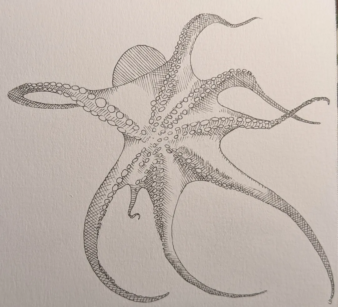 Octopus