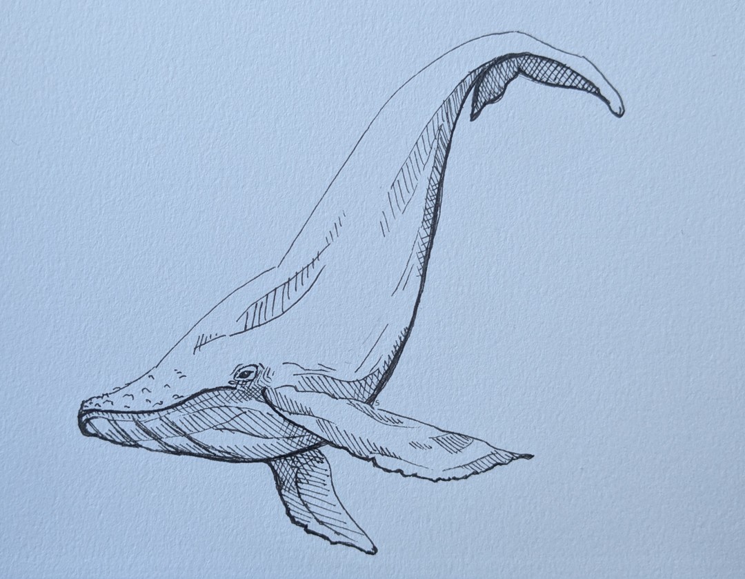 Humpback Whale