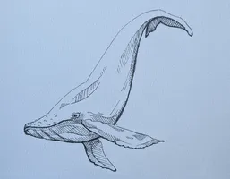Humpback Whale