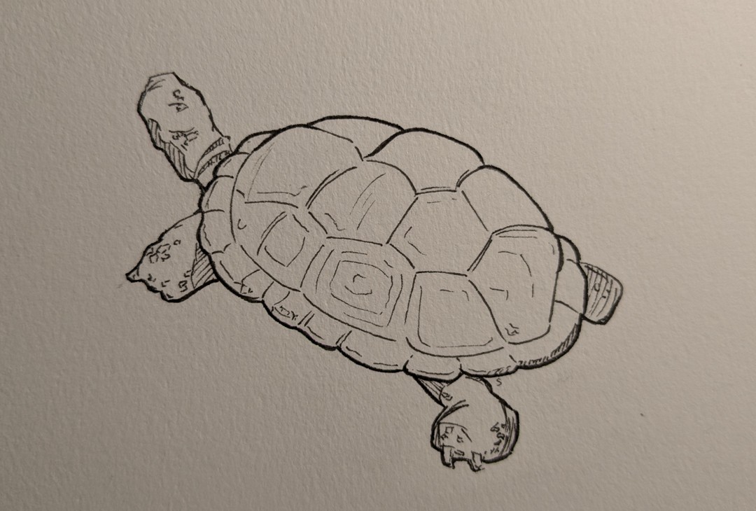 Tortoise