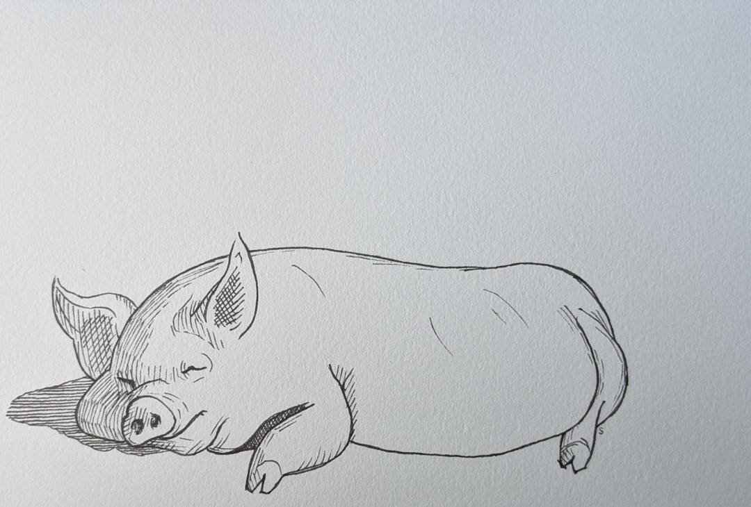 Pig
