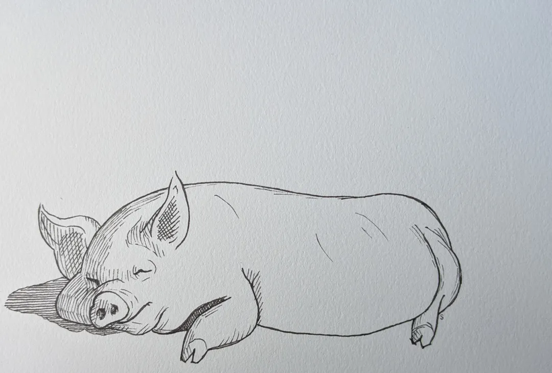 Pig