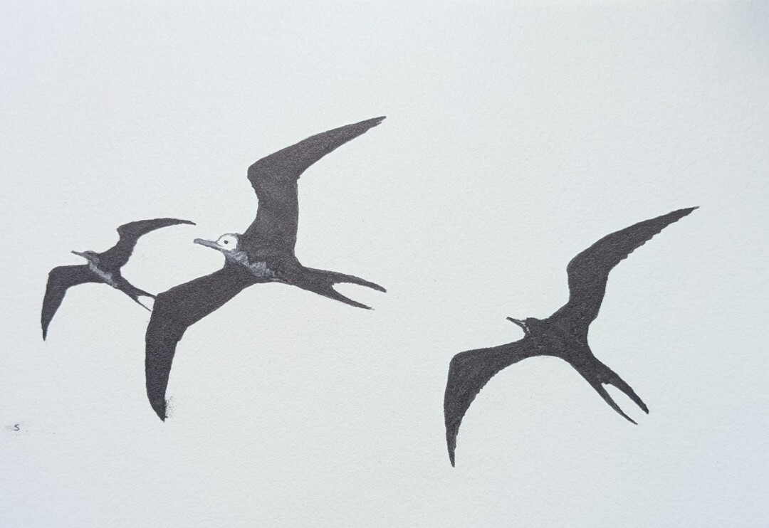 Frigate Birds
