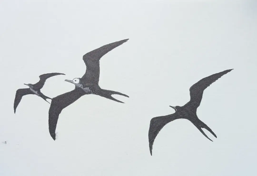 Frigate Birds