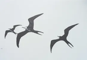 Frigate Birds
