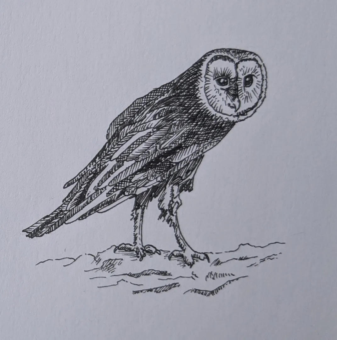Owl